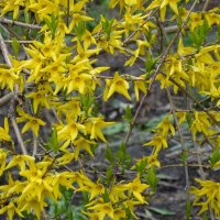 Форзиция :: Татьяна Машошина