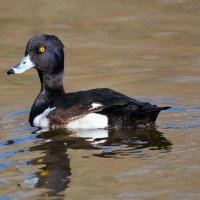 Хохлатая чернеть (хохлатый нырок) :: Владимир Лазарев