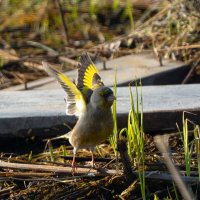 Зеленушка :: Сергей Флетчер