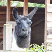 лейпциг2026 :: Алексей Короткевич