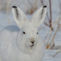 Заяц :: alex graf