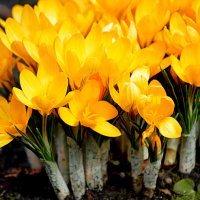 Вылезают из пелёнок ) :: Татьяна Лютаева