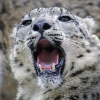 Больной у вас с горлышком все хорошо :: Андроник Александр 