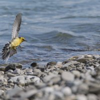 желтая трясогузка. :: юрий макаров