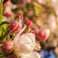 Яблоня цветет :: Валерий Ткаченко