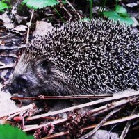 Лесной житель :: Людмила Смородинская