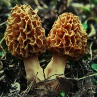 Сморчки :: Людмила Смородинская