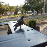 голубь :: petyxov петухов