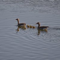 Гусятки :: Jakob Dick