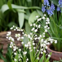 Ландыш :: ZNatasha -