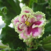 Фиалка :: Елена Семигина