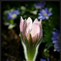 Весенний бокал :: Aleksandr Gal