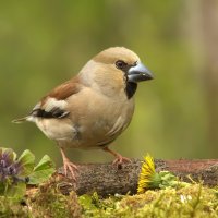 ... :: Вячеслав Минаев