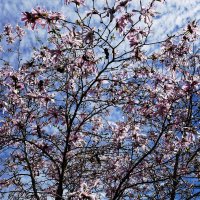 Магнолия звёздчатая :: Рита Симонова