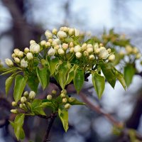 Вроде бы черёмуха :: Олег 