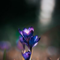 Крокусы :: Игорь Шевченко