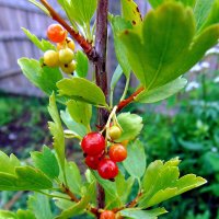 Смородина. :: nadyasilyuk Вознюк