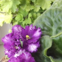 Фиалка :: Freddy 97