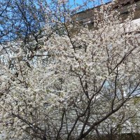 на солнечной стороне :: BoxerMak Mak