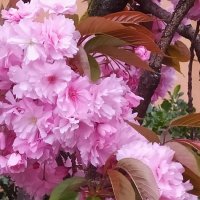 Сакура :: Юлия 