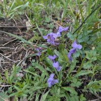 Апрель :: Андрей Хлопонин