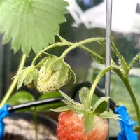 Балконное чудо :: Виктор Орехов