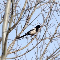 Сорока :: Сергей Владимирович Егоров