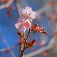Пробуждение... :: Владимир Жданов