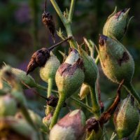 Табачные цветы :: Лилия 