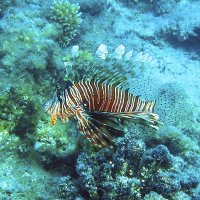 Крылатка-зебра :: Сергей Сомихин