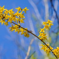 Цветущий апрель... :: Владимир Жданов