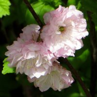 Отцветает моя любимая луизеания :: Татьяна Смоляниченко