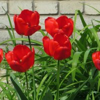 Пылают на солнце алые тюльпаны :: Татьяна Смоляниченко