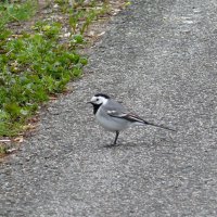 Белая трясогузка :: Елена Елена