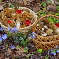 Тихая охота. :: Ольга Митрофанова