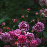 Розы в парке :: Дмитрий 