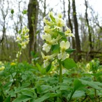 Хохлатка Маршалла :: Елена Елена