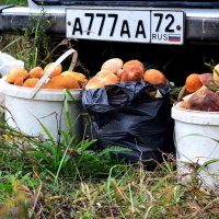 Тихая охота. :: Михаил К