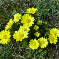 Адонис весенний :: Елена Елена