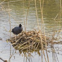 Лысуха у гнезда. :: Сергей Фомичев