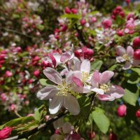 Розовая нежность – Яблони в цвету... :: Галина 