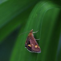 Мотылек :: Татьяна Салиева