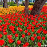 Тюльпаны в ростовском зоопарке... :: Нина Бутко