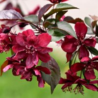 Апрель. Яблоня :: Павленко Михаил 