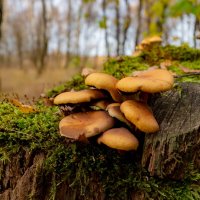 Грибы из пенька... :: Николай Гирш