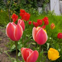 Тюльпаны :: Татьяна Пальчикова