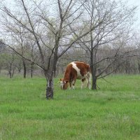 Пасмурная весна. На первой траве. :: Natali 