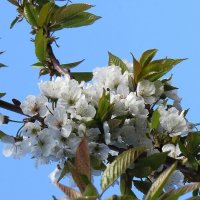 Весна :: Natali 