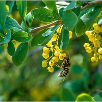 Про лето... :: Aquarius - Сергей