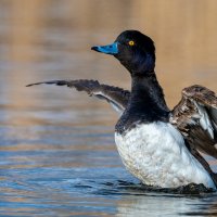 Хохлатая чернеть :: Владимир Лазарев